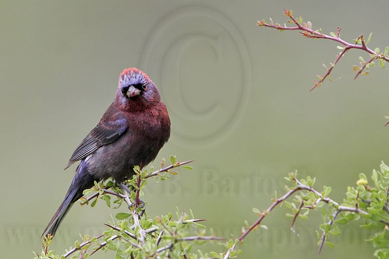 _MG_0606 Varied Bunting.jpg