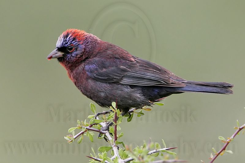 _MG_0613 Varied Bunting.jpg