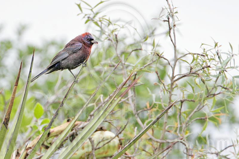 _MG_0662 Varied Bunting.jpg