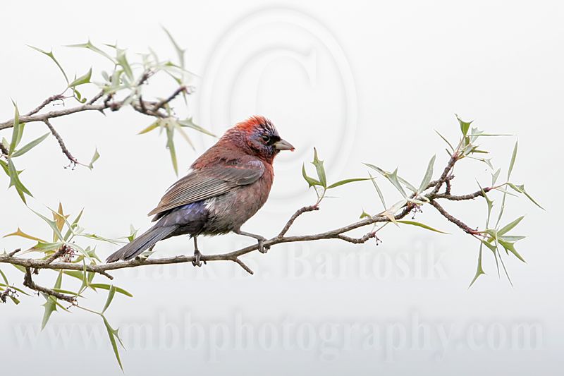 _MG_0671 Varied Bunting.jpg
