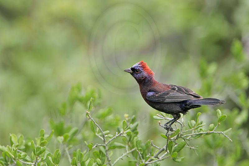 _MG_1182 Varied Bunting.jpg