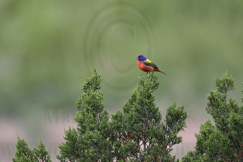 _MG_0020 Painted Bunting.jpg