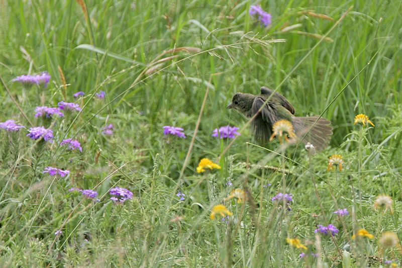 _MG_1150 Painted Bunting.jpg