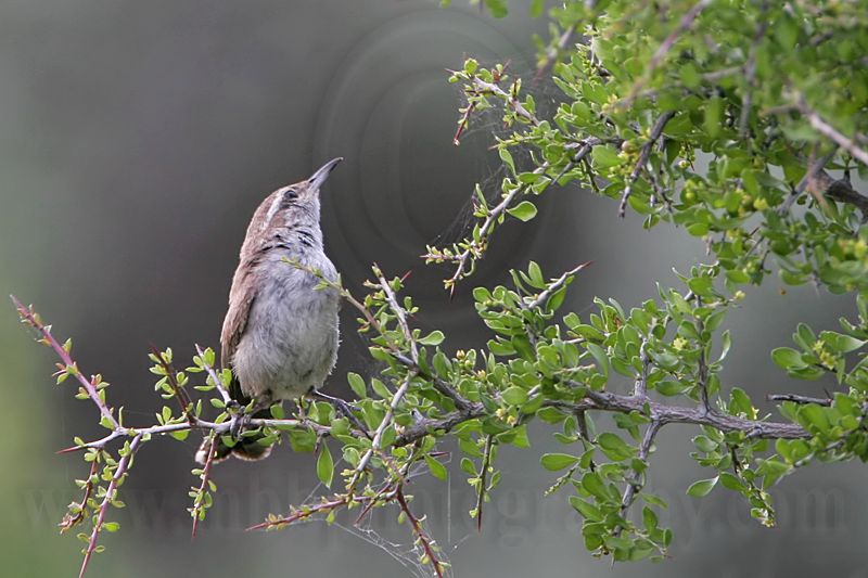 _MG_9664 Bewicks Wren.jpg