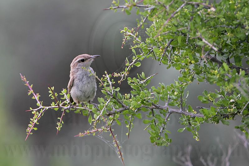 _MG_9665 Bewicks Wren.jpg