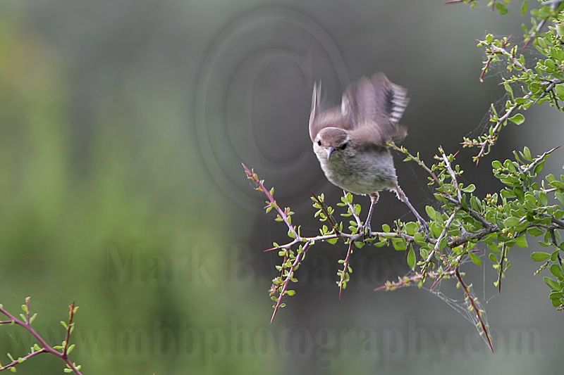 _MG_9671 Bewicks Wren.jpg