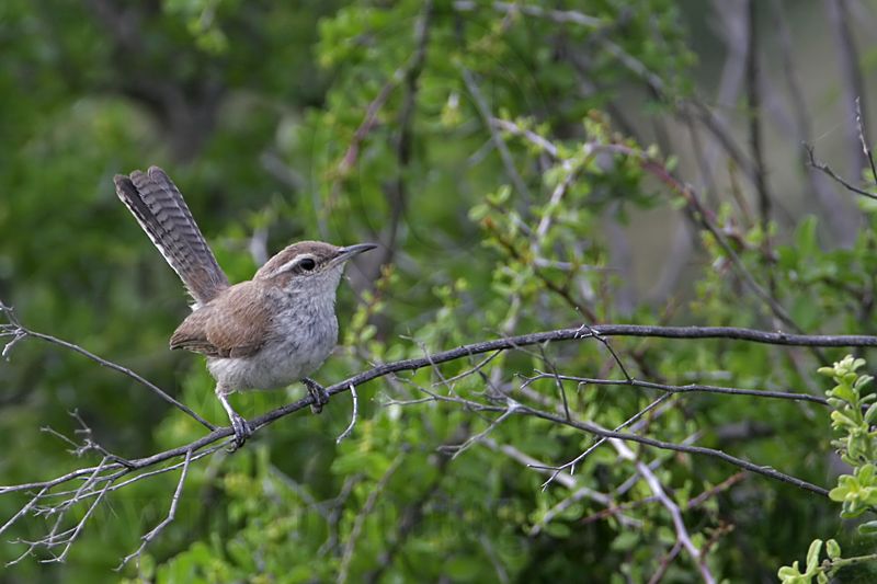 _MG_9693 Bewicks Wren.jpg