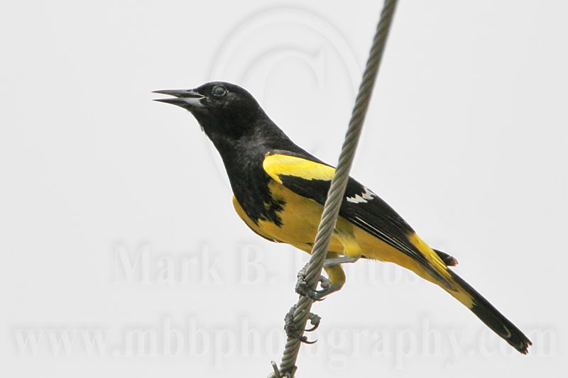 _MG_0926 Scotts Oriole.jpg