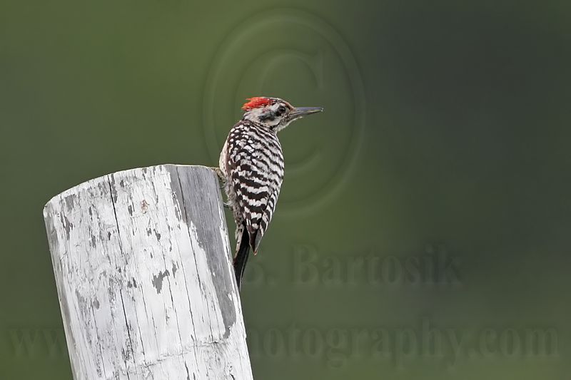_MG_9142 Ladder-backed Woodpecker.jpg