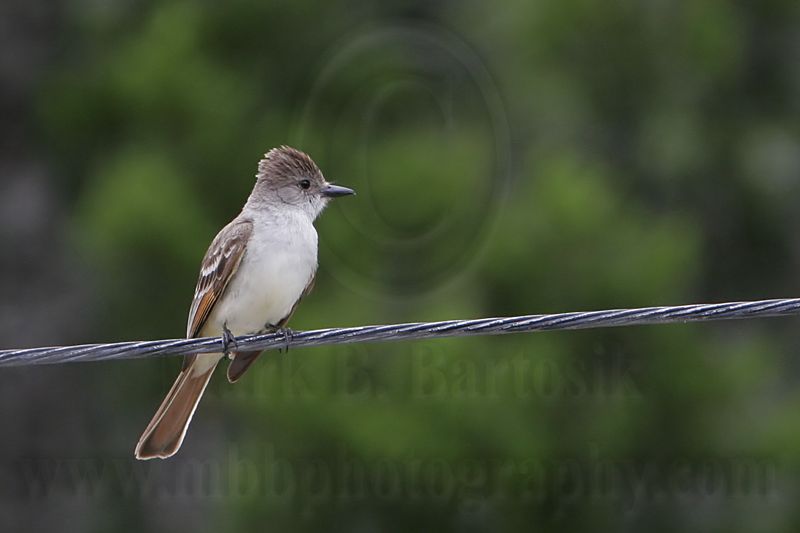 _MG_0691 Ash-throated Flycatcher.jpg