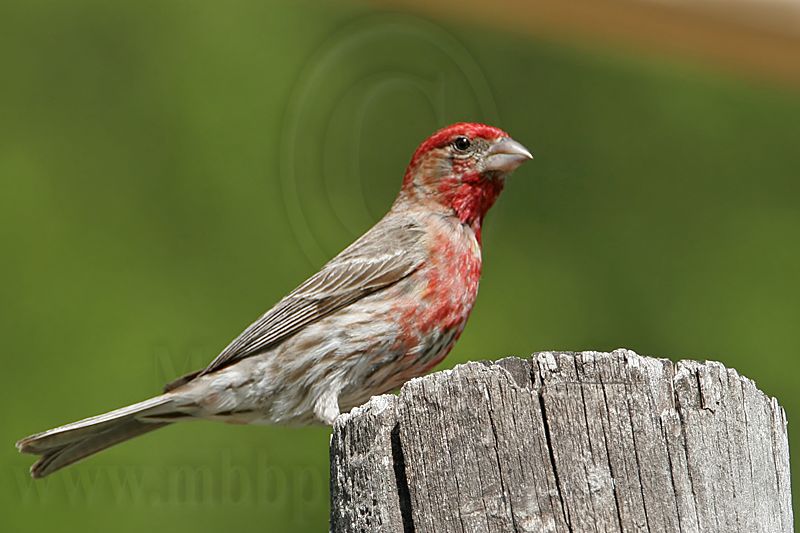 _MG_9497 House Finch.jpg