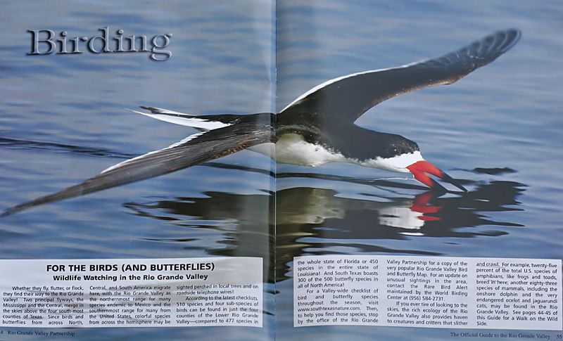 Black Skimmer - Spread.jpg