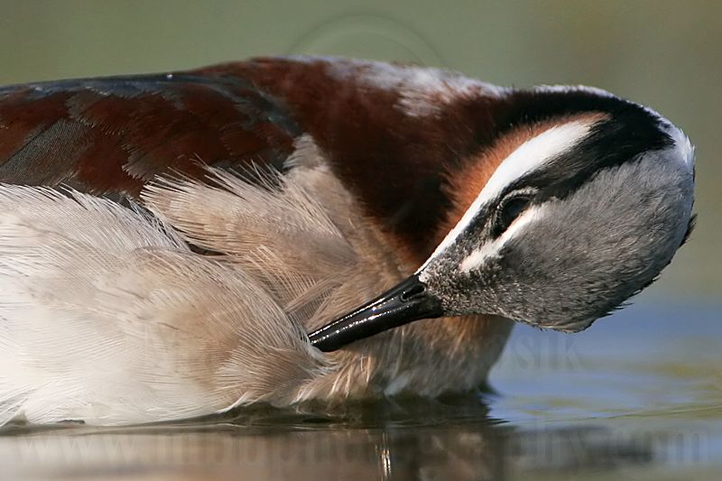 _MG_0042crop Wilsons Phalarope.jpg