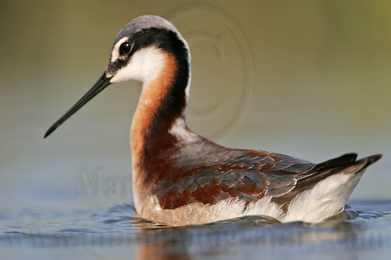 _MG_0068 Wilsons Phalarope.jpg