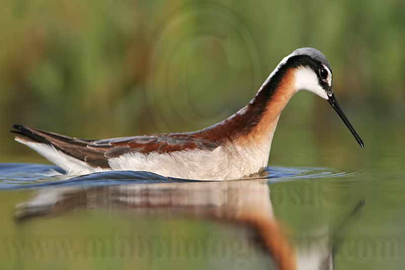 _MG_0085 Wilsons Phalarope.jpg