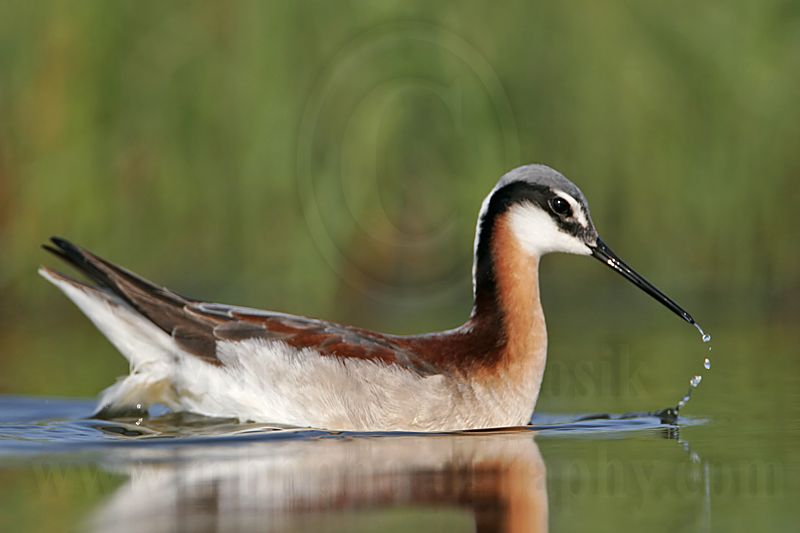 _MG_0086 Wilsons Phalarope.jpg