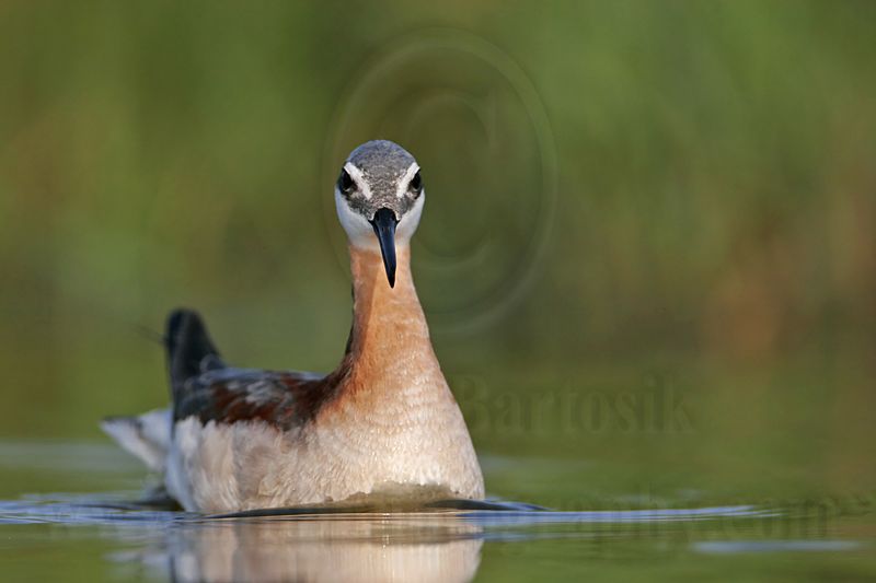 _MG_0092 Wilsons Phalarope.jpg