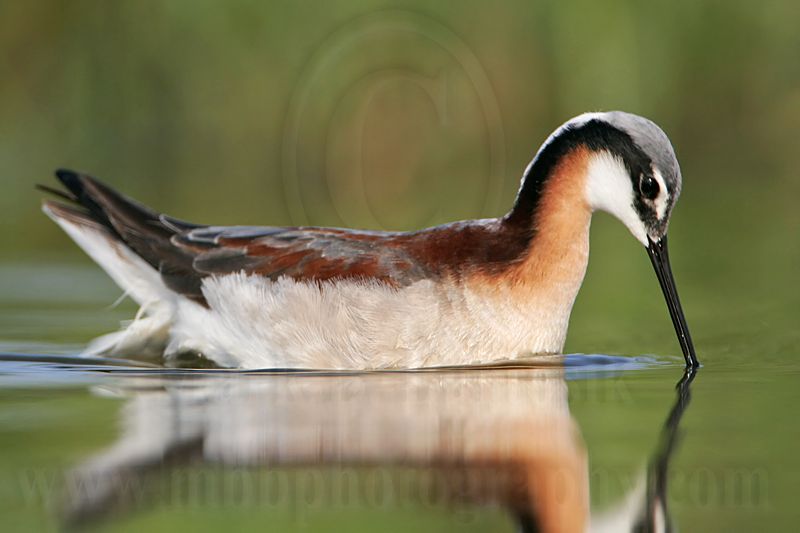 _MG_0094 Wilsons Phalarope.jpg