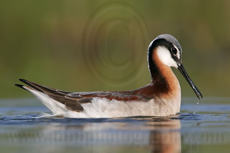 _MG_0103 Wilsons Phalarope.jpg