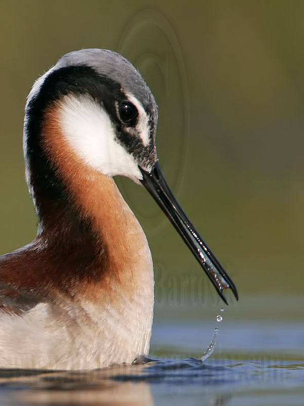 _MG_0103crop Wilsons Phalarope.jpg
