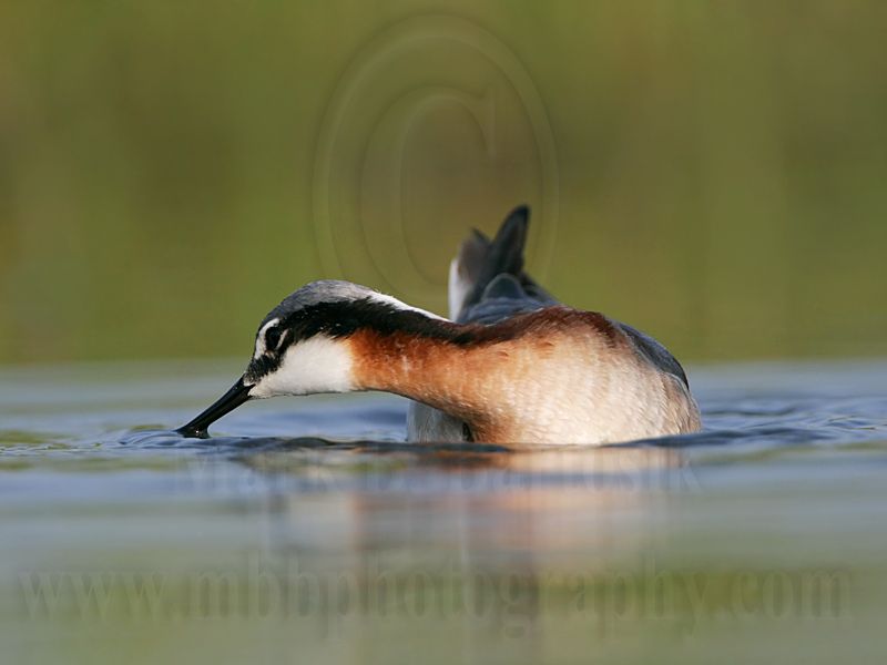 _MG_0109 Wilsons Phalarope.jpg