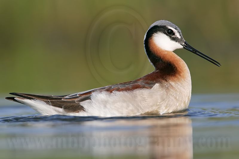 _MG_0110 Wilsons Phalarope.jpg