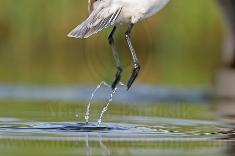 _MG_0445 Wilsons Phalarope.jpg