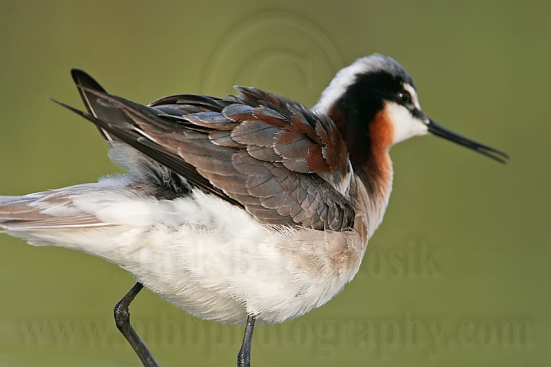 _MG_0447 Wilsons Phalarope.jpg
