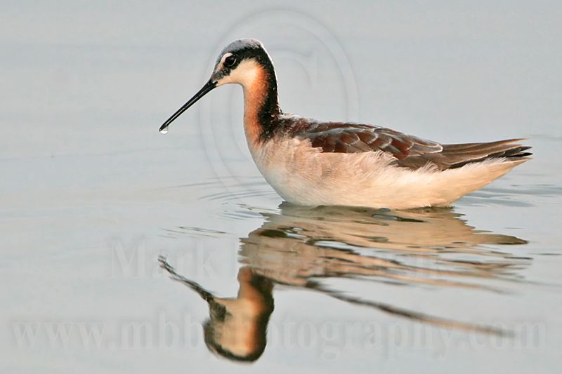 _MG_0490 Wilsons Phalarope.jpg