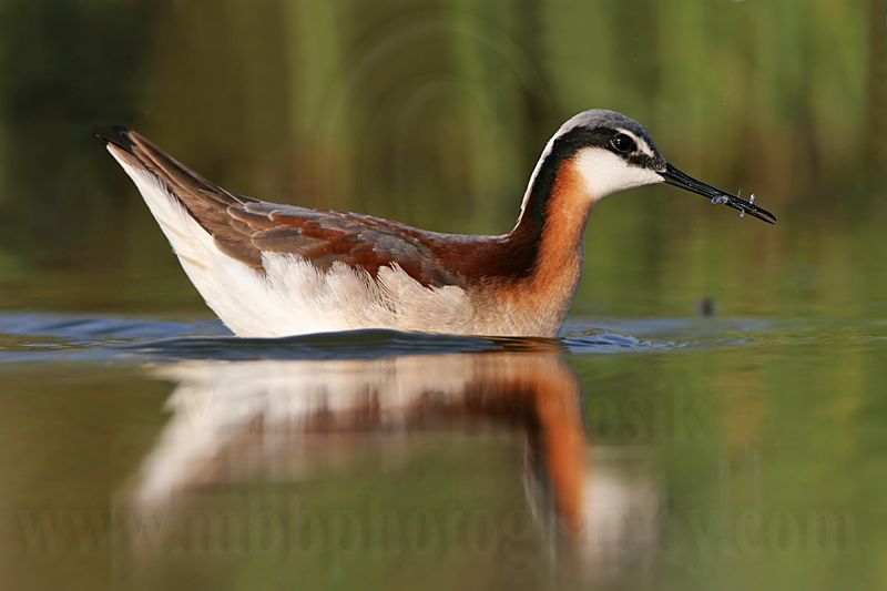 _MG_0518 Wilsons Phalarope.jpg