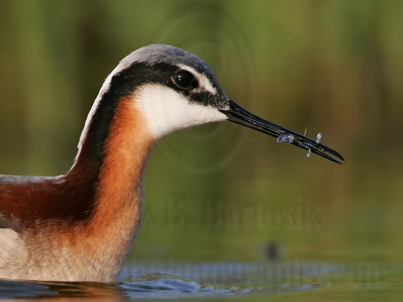 _MG_0518crop1 Wilsons Phalarope.jpg