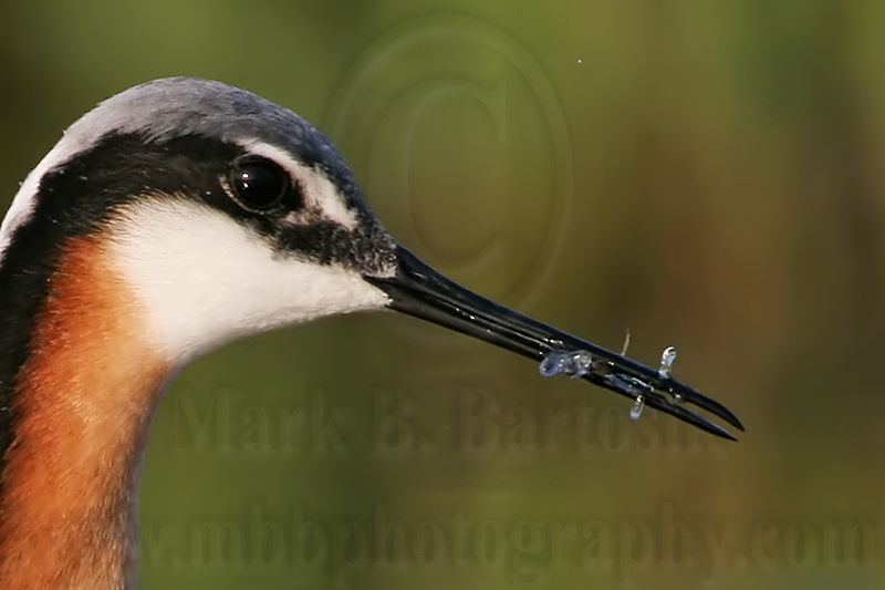 _MG_0518crop2 Wilsons Phalarope.jpg