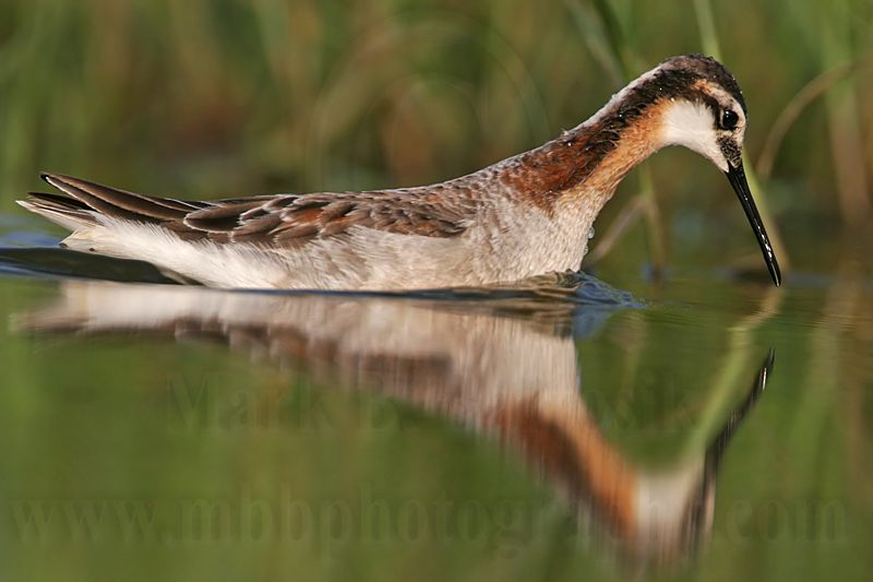 _MG_0536 Wilsons Phalarope.jpg