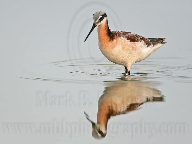 _MG_0543 Wilsons Phalarope.jpg