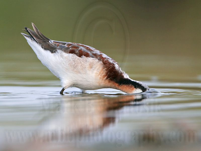 _MG_0565 Wilsons Phalarope.jpg