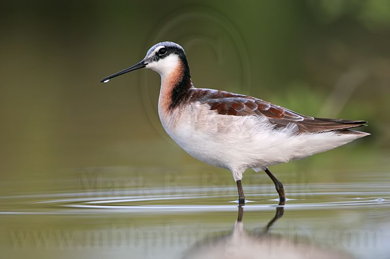 _MG_0576 Wilsons Phalarope.jpg