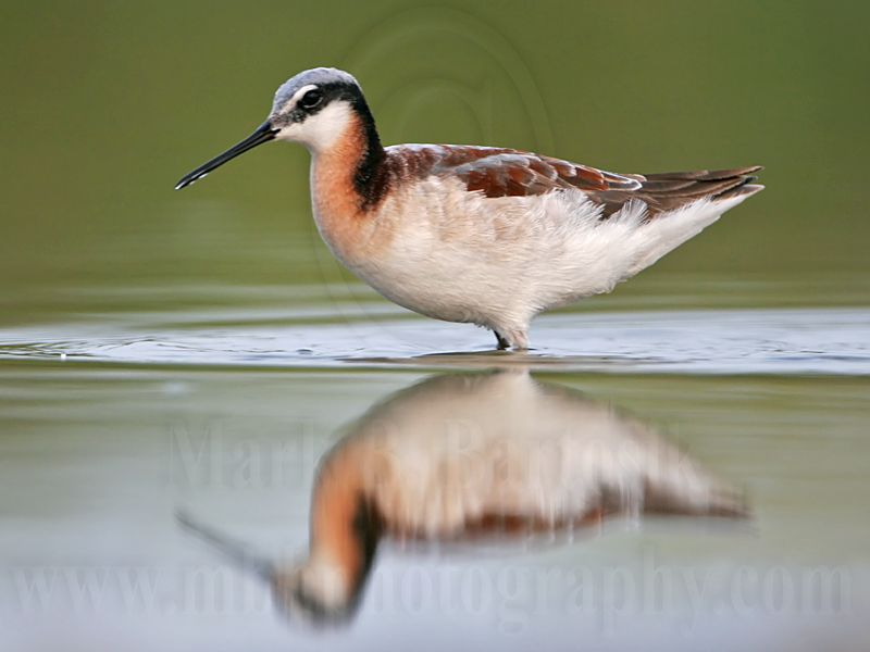 _MG_0582 Wilsons Phalarope.jpg