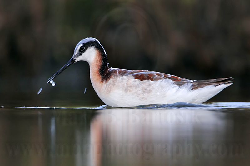 _MG_0613 Wilsons Phalarope.jpg