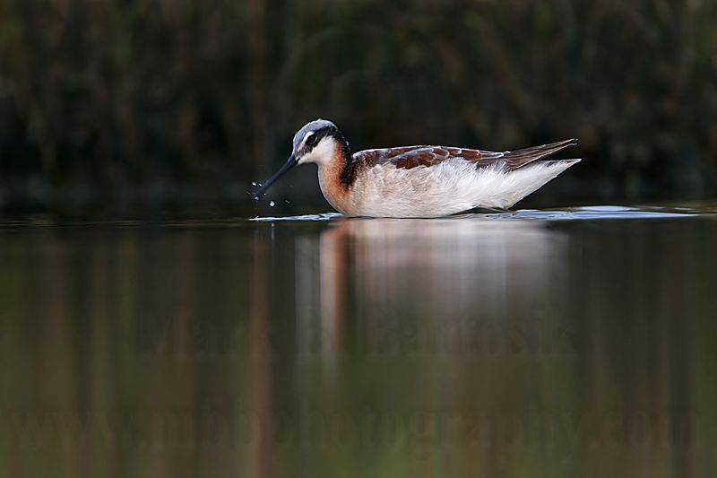 _MG_0625 Wilsons Phalarope.jpg