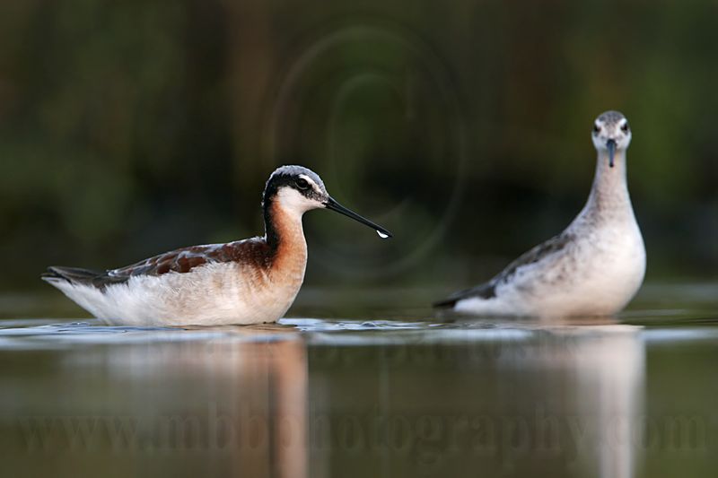 _MG_0665 Wilsons Phalarope.jpg