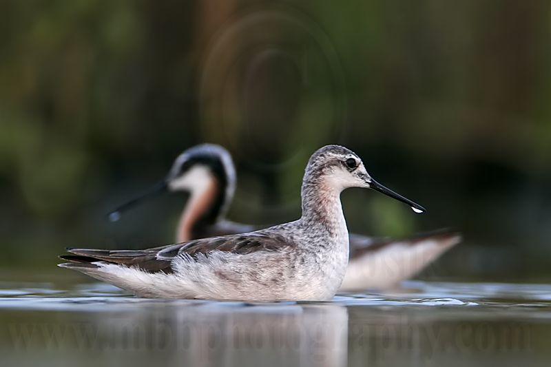 _MG_0673 Wilsons Phalarope.jpg