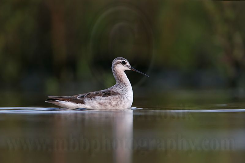 _MG_0683 Wilsons Phalarope.jpg