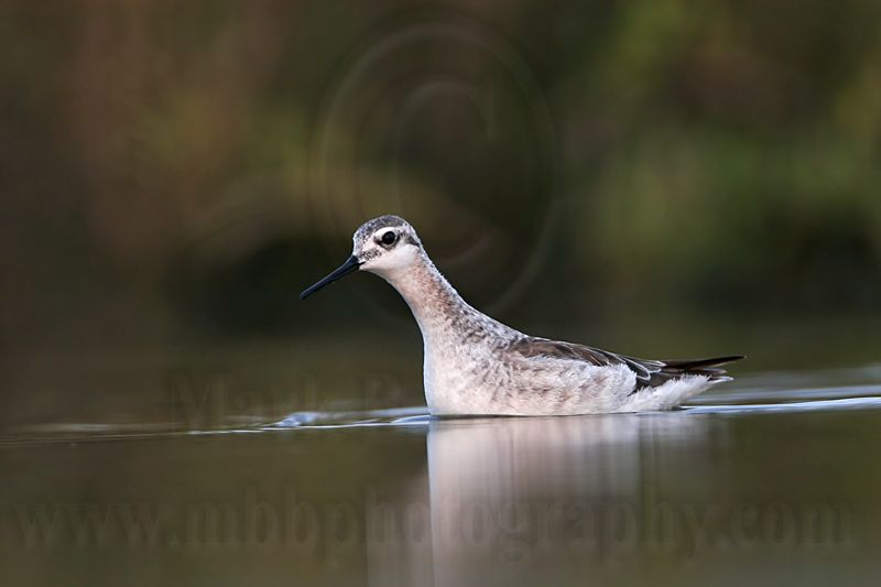 _MG_0697 Wilsons Phalarope.jpg