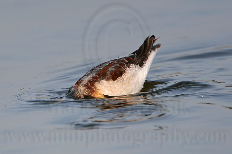 _MG_0772 Wilsons Phalarope.jpg