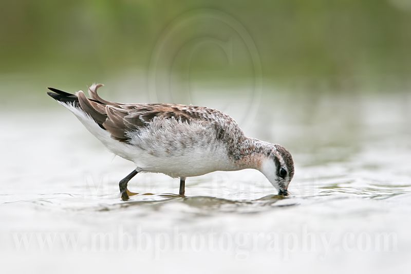 _MG_5607 Wilsons Phalarope.jpg