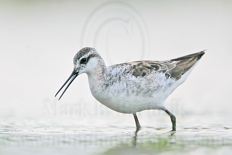 _MG_5712 Wilsons Phalarope.jpg