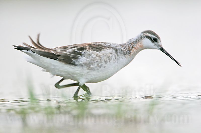 _MG_5740 Wilsons Phalarope.jpg