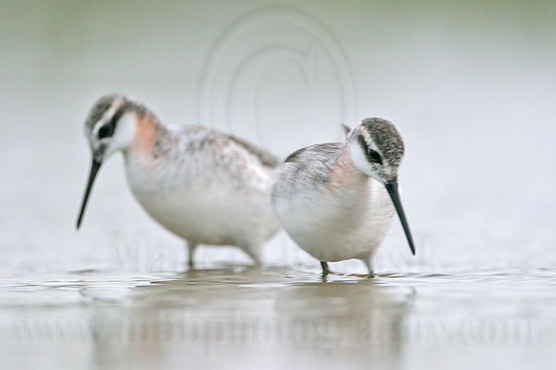 _MG_6174 Wilsons Phalarope.jpg