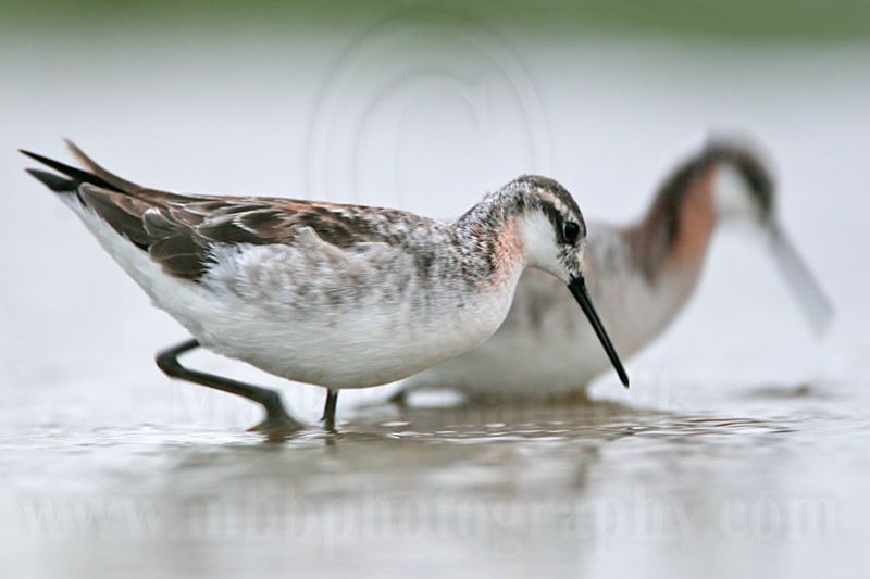 _MG_6178 Wilsons Phalarope.jpg