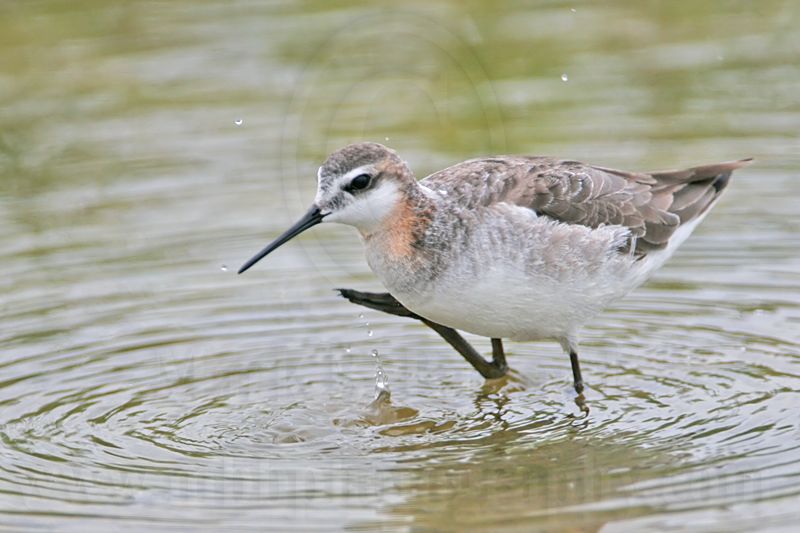 _MG_6245 Wilsons Phalarope.jpg